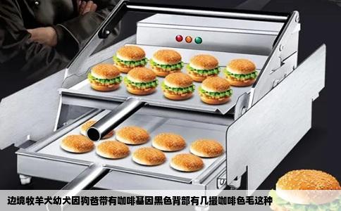 边境牧羊犬幼犬因狗爸带有咖啡基因黑色背部有几撮咖啡色毛这种